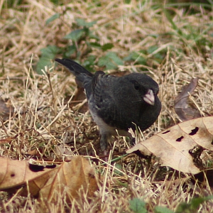 Dark-eyed Junco in North Carolina