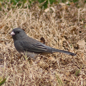 Dark-eyed Junco in North Carolina