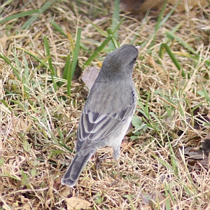 Dark-eyed Junco in North Carolina