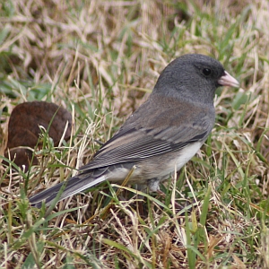 Dark-eyed Junco in North Carolina