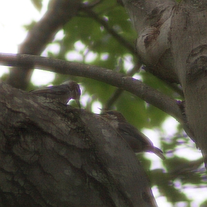 Brown-headed Nuthatch