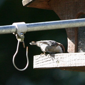 Brown-headed Nuthatch - Matthews, NC
