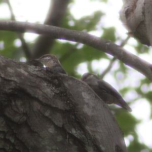 Brown-headed Nuthatch