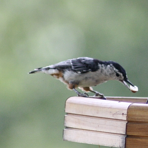 White-breasted Nuthatch