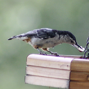 White-breasted Nuthatch