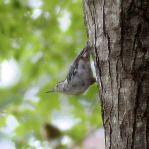 White-breasted Nuthatch
