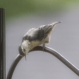 White-breasted Nuthatch