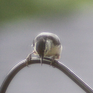 White-breasted Nuthatch
