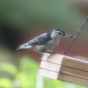 White-breasted Nuthatch