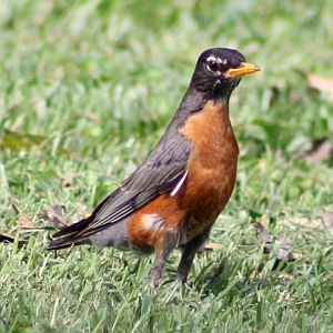 American Robin - Charlotte NC