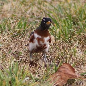 American Robin - Charlotte NC