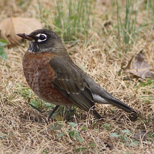 American Robin - Charlotte NC