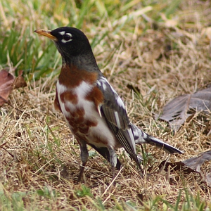 American Robin - Charlotte NC