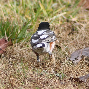 American Robin - Charlotte NC