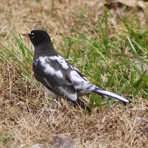 American Robin - Charlotte NC