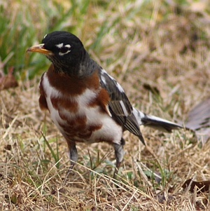 American Robin - Charlotte NC