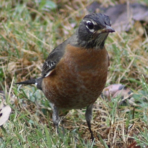 American Robin - Charlotte NC