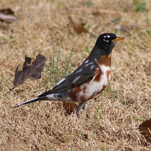 American Robin - Charlotte NC