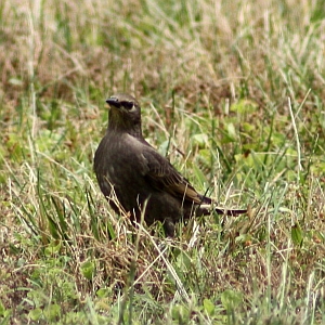 European Starling May 2012