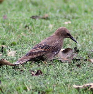 European Starling July 2012