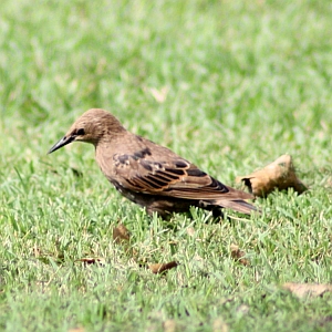 European Starling July 2012