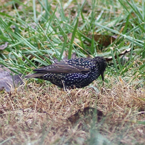 European Starling Nov 2012