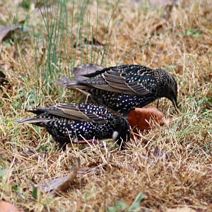 European Starling Nov 2012