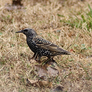 European Starling Nov 2012