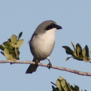 Loggerhead Shrike Hudson Florida