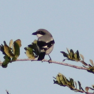 Loggerhead Shrike Hudson Florida