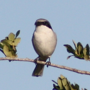 Loggerhead Shrike Hudson Florida