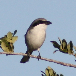 Loggerhead Shrike Hudson Florida