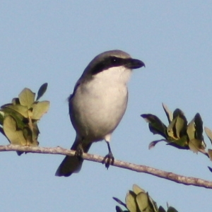 Loggerhead Shrike Hudson Florida