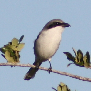 Loggerhead Shrike Hudson Florida