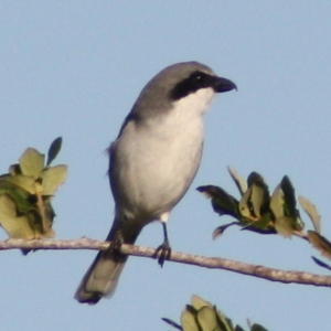 Loggerhead Shrike Hudson Florida