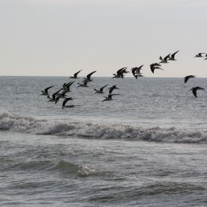 Black Simmer Flock at Siesta Key Floirda