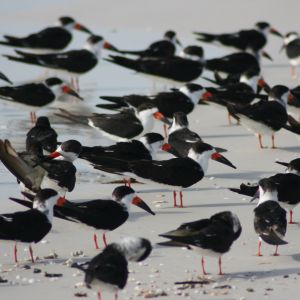 Black Skimmers Siesta Key Florida