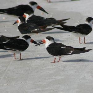 Black Skimmers