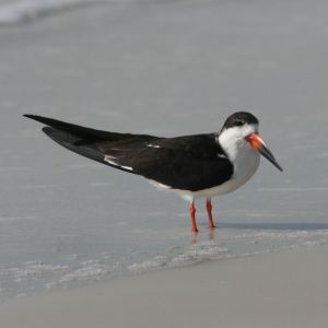 Black Skimmer at Siesta Key