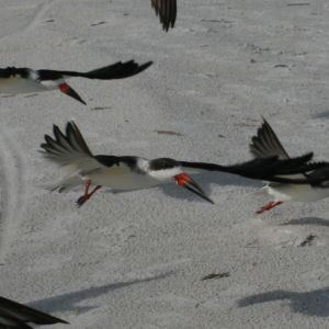 Black Skimmer in Flight