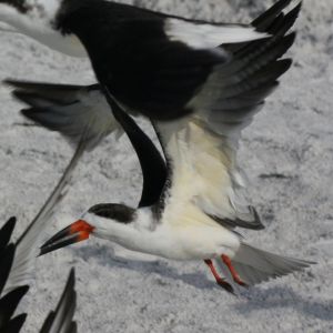 Black Skimmer