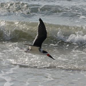 Black Skimmer Siesta Key Florida