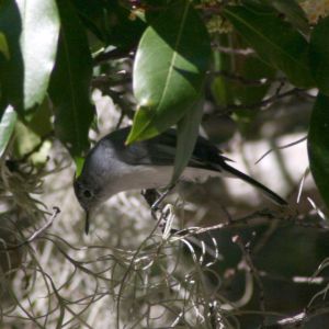 Titmouse looking for food