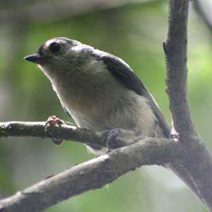 Curious Titmouse