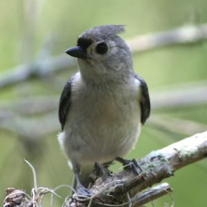 Tufted Titmouse on branch