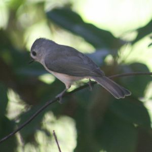 Titmouse rear shot