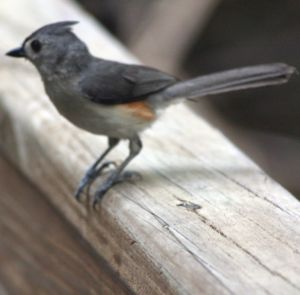 Titmouse at John Chestnut Park