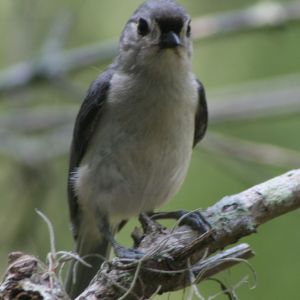 Titmouse at John Chestnut Park