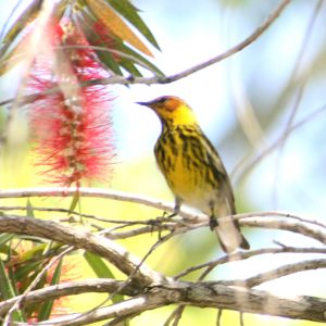Cape May Warbler in Bottle Brush Tree
