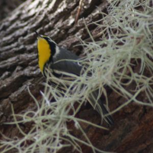 Yellow-throated Warbler at Anderson Park Tarpon Springs Florida
